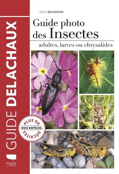 Guide Photo Des Insectes - Adultes, Larves Ou Chrysalides